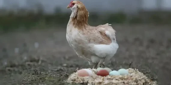 Tavuk neden yumurtlamaz? Yumurta verimi nasıl artırılır?