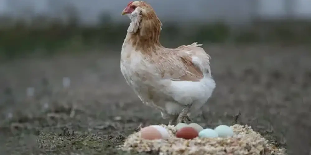 Tarım haberleri - Tavuk neden yumurtlamaz? Yumurta verimi nasıl artırılır?