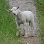 Tarım haberleri - Koyun neden kilo kaybeder? Koyun nasıl kilo alır?