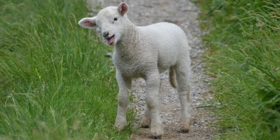 Koyun neden kilo kaybeder? Koyun nasıl kilo alır?