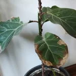 Tarım haberleri - Bitkiler neden kurur? Kuruyan bitkiler nasıl kurtarılır?