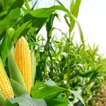 Tarım haberleri - Mısır verimi neden düşer? Mısır verimi nasıl artırılır?