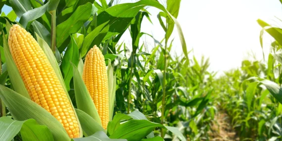 Mısır verimi neden düşer? Mısır verimi nasıl artırılır?