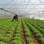 Tarım haberleri - Sera neden nem yapar? 2026’da üreticilerin en sık yaptığı hata ortaya çıktı!