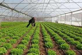 Tarım haberleri - Sera neden nem yapar? 2026’da üreticilerin en sık yaptığı hata ortaya çıktı!