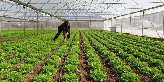 Sera neden nem yapar? 2026’da üreticilerin en sık yaptığı hata ortaya çıktı!