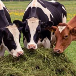 Tarım haberleri - Hayvan iştahsızsa ne yapılmalı? 2026’da üreticilere kritik uyarı