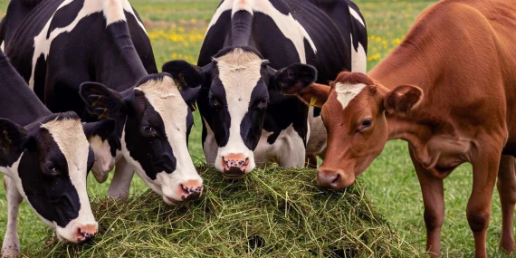 Hayvan iştahsızsa ne yapılmalı? 2026’da üreticilere kritik uyarı