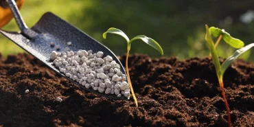 Tarım haberleri - Gübre neden etkisiz olur? 2026’da verimi düşüren kritik hatalar