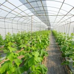 Sera kurulum maliyeti 2026: 1 dönüm sera kurmak artık ne kadar?