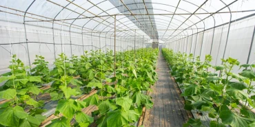 Sera kurulum maliyeti 2026: 1 dönüm sera kurmak artık ne kadar?