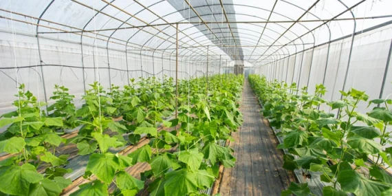 Sera kurulum maliyeti 2026: 1 dönüm sera kurmak artık ne kadar?