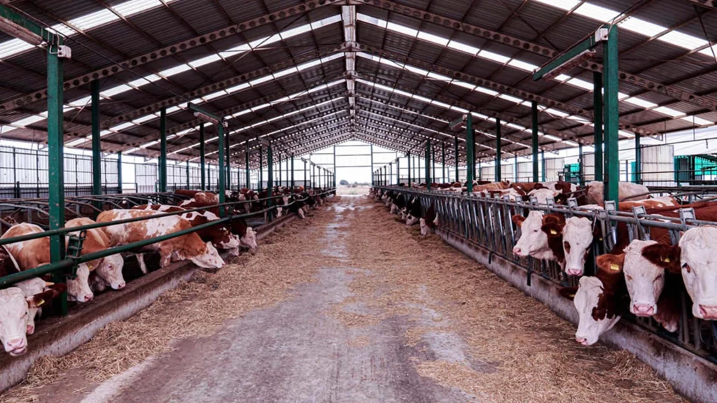Tarım haberleri - 100 başlık ahır maliyeti 2026: Büyükbaş çiftlik kurmak artık ne kadar?