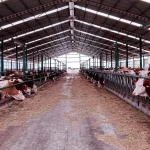 Tarım haberleri - 100 başlık ahır maliyeti 2026: Büyükbaş çiftlik kurmak artık ne kadar?