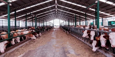 Tarım haberleri - 100 başlık ahır maliyeti 2026: Büyükbaş çiftlik kurmak artık ne kadar?