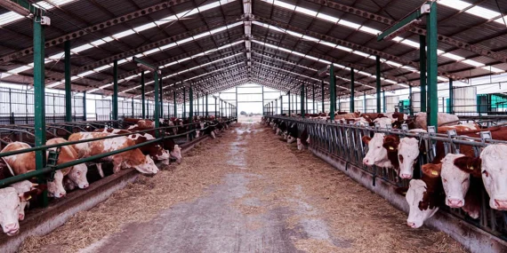 100 başlık ahır maliyeti 2026: Büyükbaş çiftlik kurmak artık ne kadar?