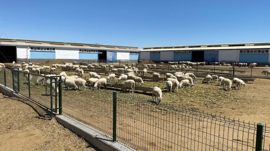 Tarım haberleri - Küçükbaş çiftlik kurma maliyeti 2026: Koyun ve keçi yetiştiriciliği kaça mal oluyor?