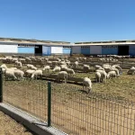 Tarım haberleri - Küçükbaş çiftlik kurma maliyeti 2026: Koyun ve keçi yetiştiriciliği kaça mal oluyor?