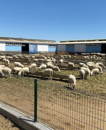 Tarım haberleri - Küçükbaş çiftlik kurma maliyeti 2026: Koyun ve keçi yetiştiriciliği kaça mal oluyor?