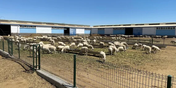 Küçükbaş çiftlik kurma maliyeti 2026: Koyun ve keçi yetiştiriciliği kaça mal oluyor?