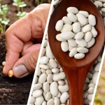 Hibe destekli tarım projeleri 2026: Devlet destekleriyle yatırım nasıl yapılır?