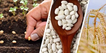 Hibe destekli tarım projeleri 2026: Devlet destekleriyle yatırım nasıl yapılır?