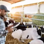 Tarım haberleri - Canlı hayvan fiyatları 2026: Dana, koyun, keçi fiyatları ne kadar oldu?