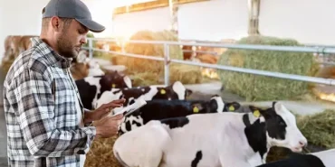 Tarım haberleri - Canlı hayvan fiyatları 2026: Dana, koyun, keçi fiyatları ne kadar oldu?