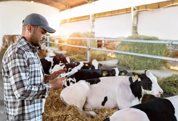 Tarım haberleri - Canlı hayvan fiyatları 2026: Dana, koyun, keçi fiyatları ne kadar oldu?