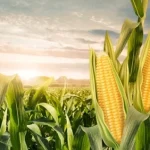 Tarım haberleri - Mısır fiyatı ne kadar 2026? Güncel kg ve ton fiyatları açıklandı