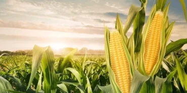 Tarım haberleri - Mısır fiyatı ne kadar 2026? Güncel kg ve ton fiyatları açıklandı