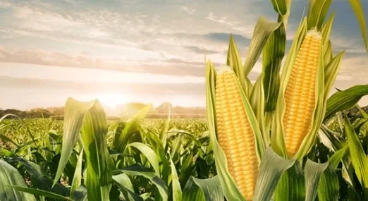 Mısır fiyatı ne kadar 2026? Güncel kg ve ton fiyatları açıklandı