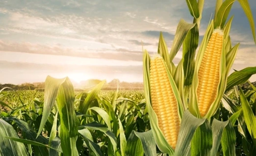 Tarım haberleri - Mısır fiyatı ne kadar 2026? Güncel kg ve ton fiyatları açıklandı