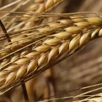 Tarım haberleri - Arpa fiyatları bugün 2026: Güncel kg ve ton fiyatları ne kadar?