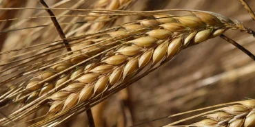 Tarım haberleri - Arpa fiyatları bugün 2026: Güncel kg ve ton fiyatları ne kadar?