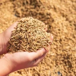 Tarım haberleri - Buğday fiyatları 2026: Güncel kg ve ton fiyatları ne kadar oldu?