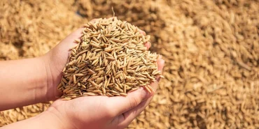 Tarım haberleri - Buğday fiyatları 2026: Güncel kg ve ton fiyatları ne kadar oldu?