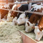 Büyükbaş hayvan fiyatları 2026: Dana, tosun ve inek kaç TL oldu?