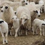 Küçükbaş hayvan fiyatları 2026: Koyun, kuzu ve keçi ne kadar oldu?