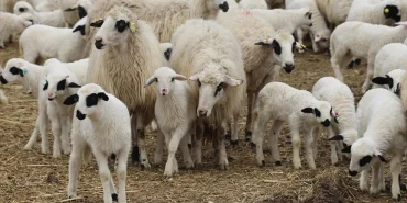 Küçükbaş hayvan fiyatları 2026: Koyun, kuzu ve keçi ne kadar oldu?