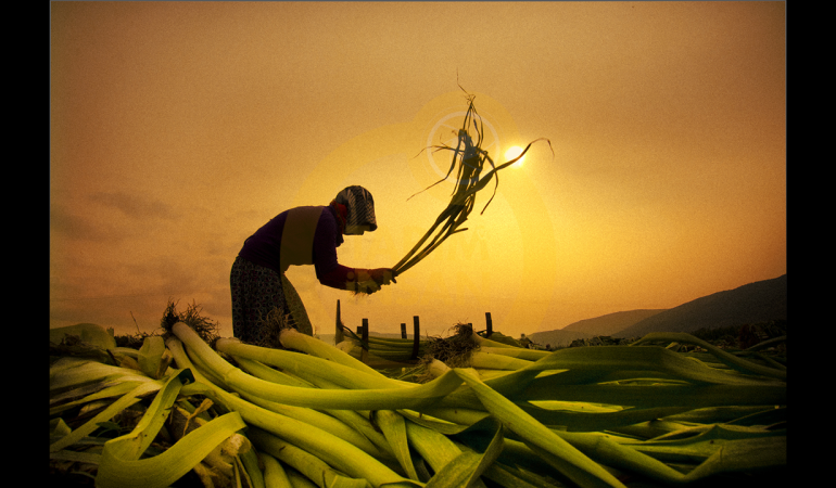 ismet-danyeli-pirasa-h8e1884b9acf2417a831683a00a1ec233