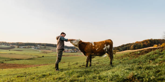 Genç çiftçilere maaş desteği: 3 asgari ücrete kadar