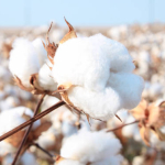 Pamuk tarlasında hasat edilen ürünler ve küresel pamuk piyasasını temsil eden görsel