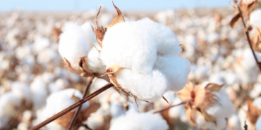 Pamuk tarlasında hasat edilen ürünler ve küresel pamuk piyasasını temsil eden görsel