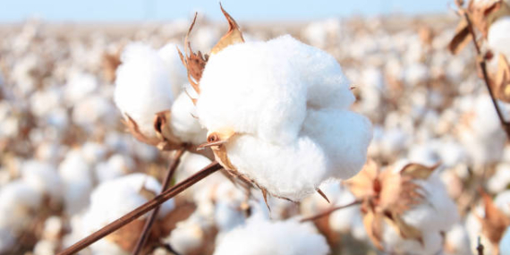 Pamuk fiyatları yükselişte: fonlar yeniden alımda