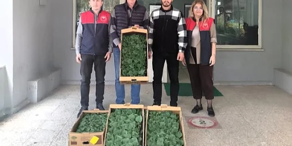 Lüleburgaz’da hıyar üretimine fide desteği