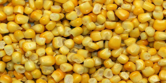 Mısır ithalatında 3 milyon tonluk kontenjan