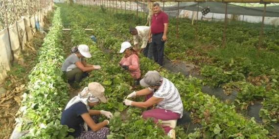 Tarım kooperatiflerinde etki sorunu raporda