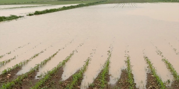 Sağanak ve kar birçok ilde tarım arazilerine zarar verdi