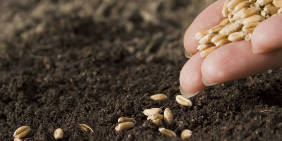 Tohum şirketlerine 189 milyon TL rekabet cezası